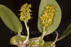 Bulbophyllum neilgherrense